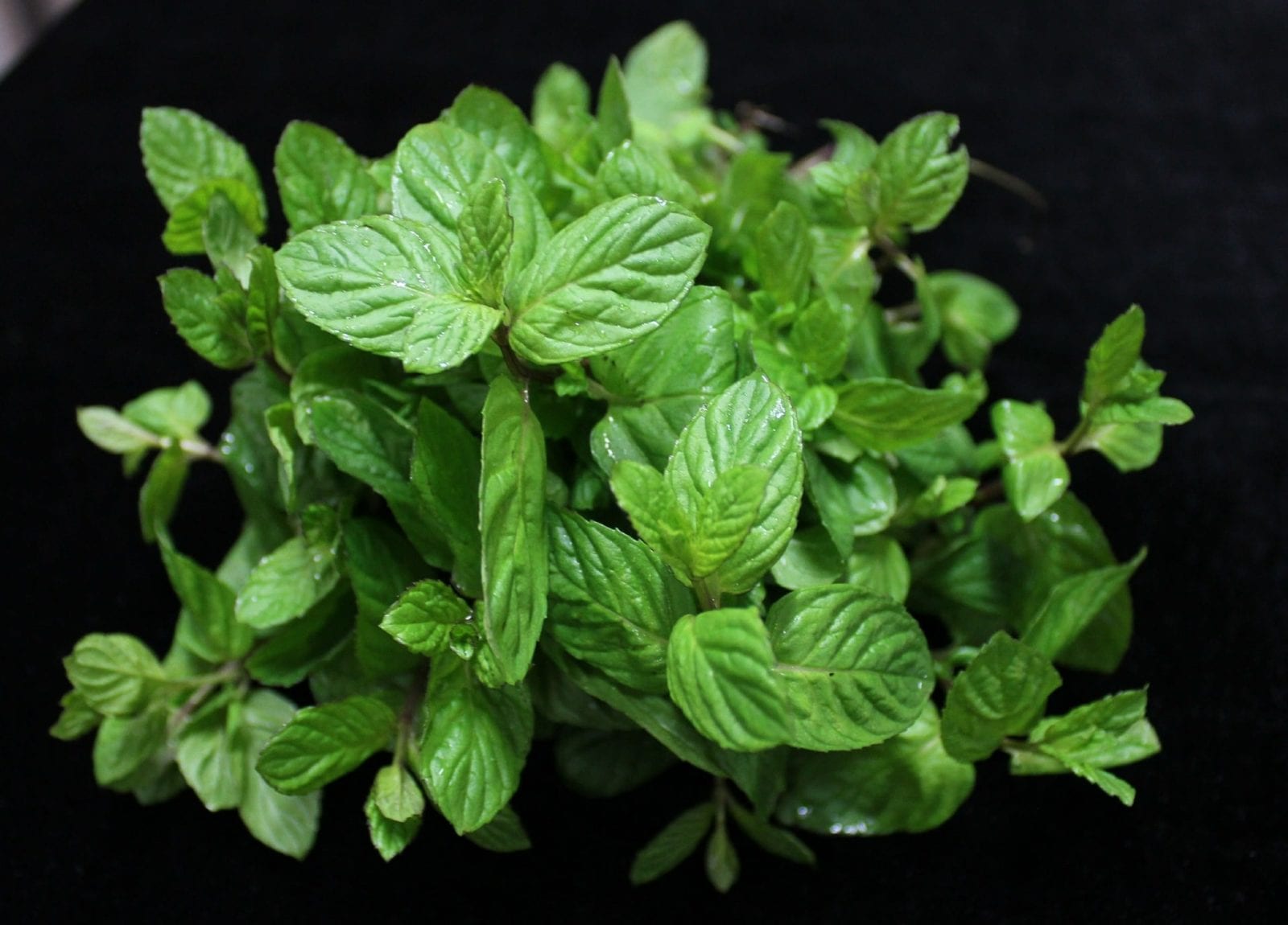 Recette sirop de menthe maison - menthe